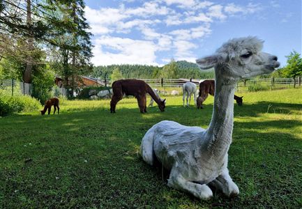 Eine Gruppe von Alpakas grast auf einer Wiese in einer idyllischen Landschaft. Im Hintergrund sind Bäume und ein blauem Himmel zu sehen.