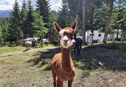 Ein braunes Alpaka steht auf einer Wiese, umgeben von Bäumen. Im Hintergrund sind weitere Tiere und ein weißes Gebäude sichtbar.