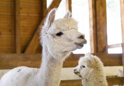 Zwei weiße Alpakas in einem Stall. Sie haben ein weiches, kuscheliges Fell und schauen neugierig in die Kamera.