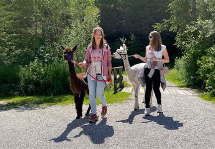 Twee vrouwen wandelen met lama's over een geplaveid pad. Op de achtergrond zijn groen gras en bomen te zien.