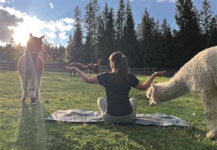 Alpaka Yoga