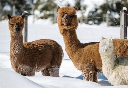 Tre alpaca stanno in un paesaggio innevato. Gli animali hanno un folto pelo marrone e bianco.
