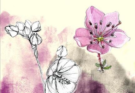 Alpenblumen Zeichnung