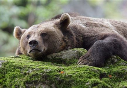 Bär