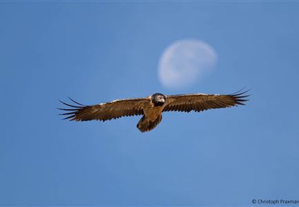 Bartgeier, fliegend