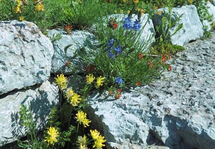 Bunte Blumen wachsen zwischen hellen Steinen. Der Garten wirkt frisch und einladend.