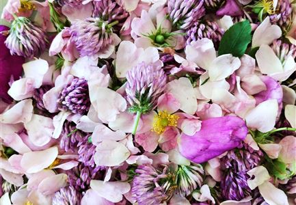Ein bunter Haufen von lila und rosa Blumenblüten. Die Mischung enthält verschiedene Arten von Blüten und Blütenblättern.