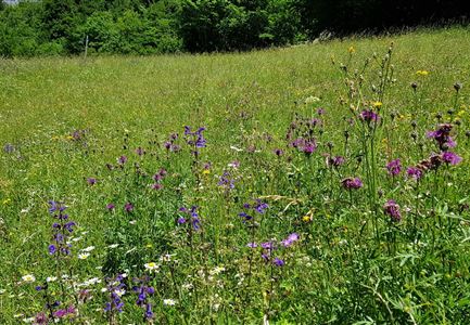 Leutascher Wiesenpracht