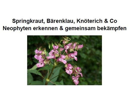 Eine Gruppe von pinken Blumen wächst an einem grünen Hintergrund. Die Blumen scheinen sich harmonisch in ihre Umgebung einzufügen.