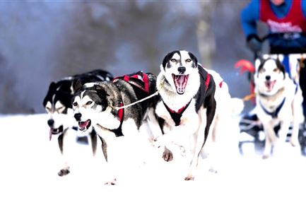 Schlittenhunde Workshop am Lottensee