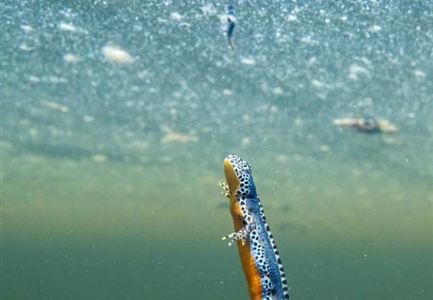 An underwater shot shows a salamander swimming upwards, while a dragonfly hovers above. The scene is clear and impressionistic with bubbles in the water.