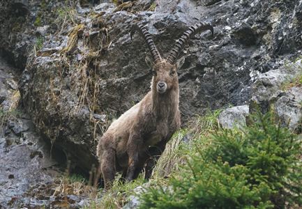 Steinbock