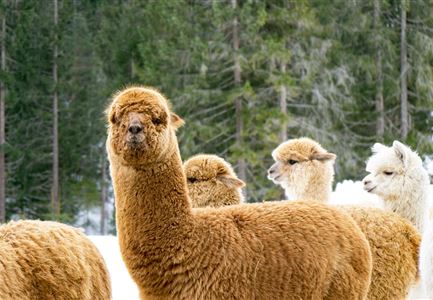 Tiroler Bio Alpakas in Seefeld Wnter