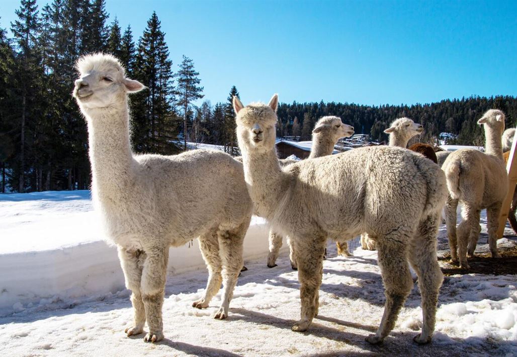 Winter Activities Alpaca walk