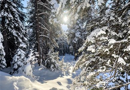 A snow-covered forest with tall, snow-covered trees. The sun gently shines through the branches, creating a calm atmosphere.