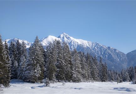 Eine verschneite Landschaft mit hohen Tannen und majestätischen Bergen im Hintergrund. Der Himmel ist klar und blau.