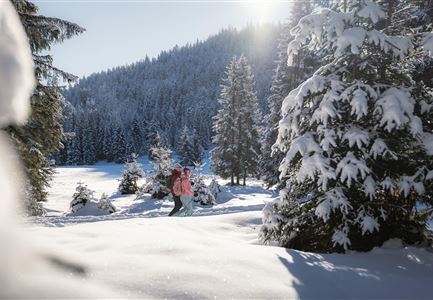 Eine verschneite Winterlandschaft mit hohen Tannenbäumen. Zwei Personen wandern auf einem verschneiten Weg unter einem klaren blauen Himmel.