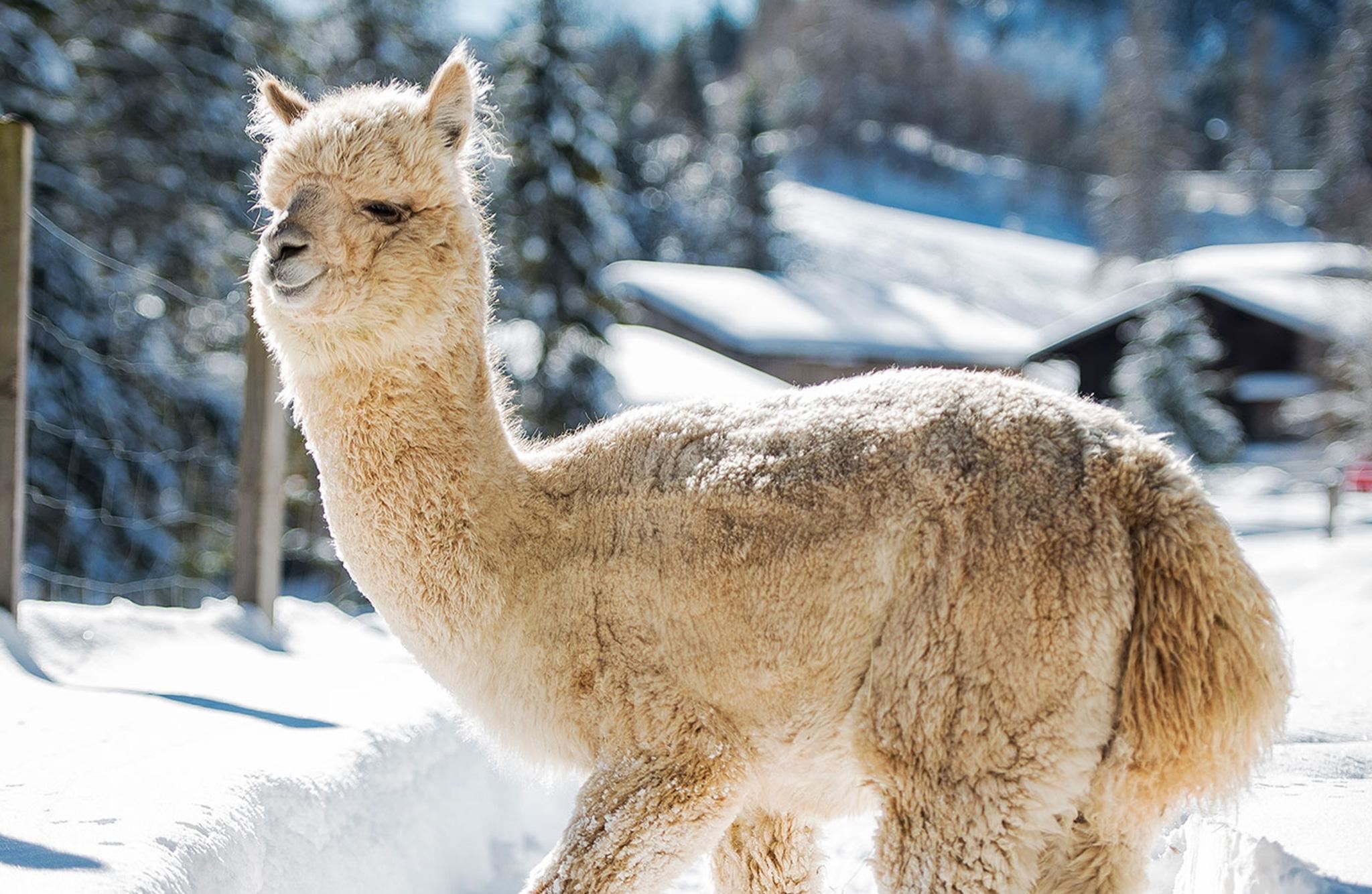 Winter Activities Alpaca walk