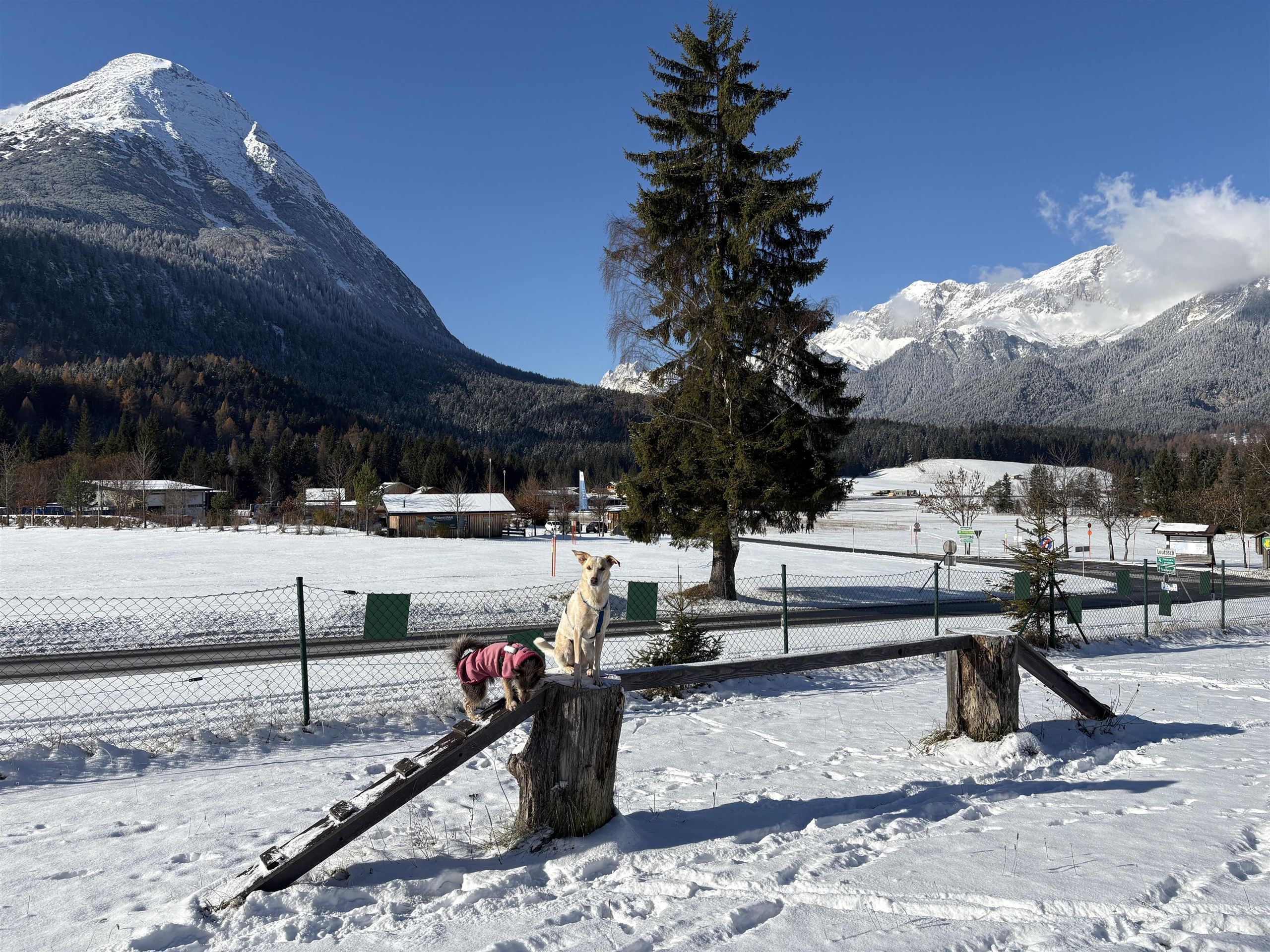Mooser Hundefreilauf