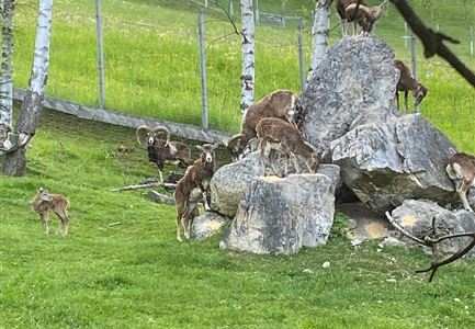 Damhirsch