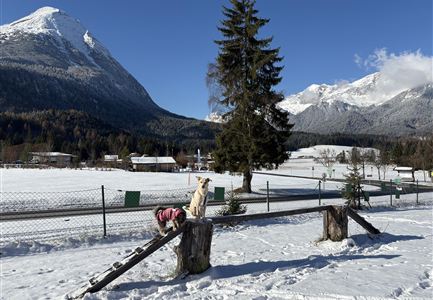 Mooser Hundefreilauf
