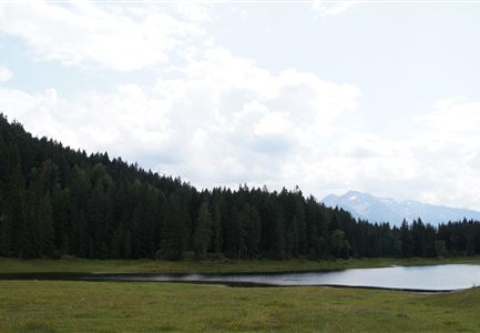 Wildmoossee - ein Naturphänomen