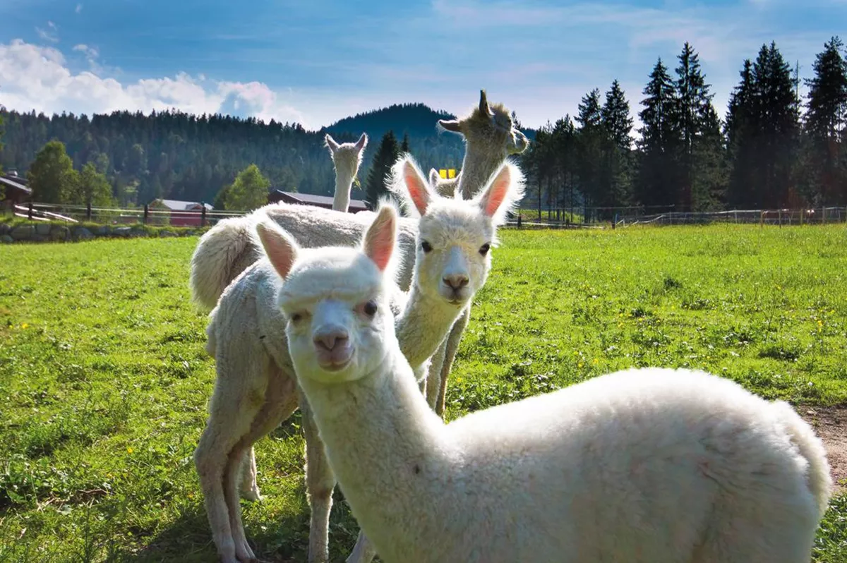 Walking with alpacas Seefeld in Tirol