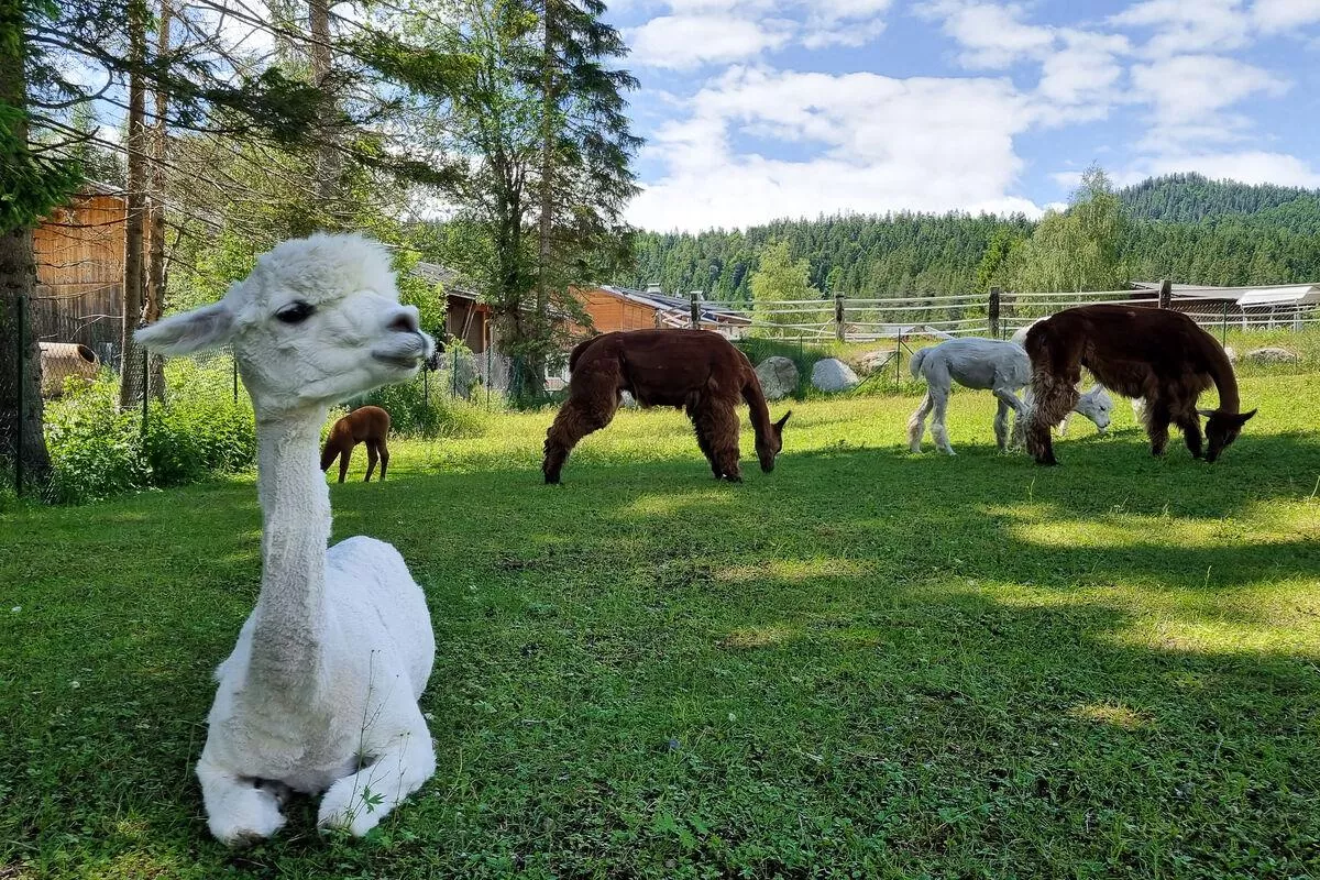 Walking with alpacas