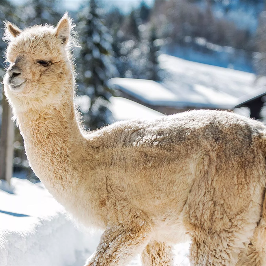 Winter walking with alpacas