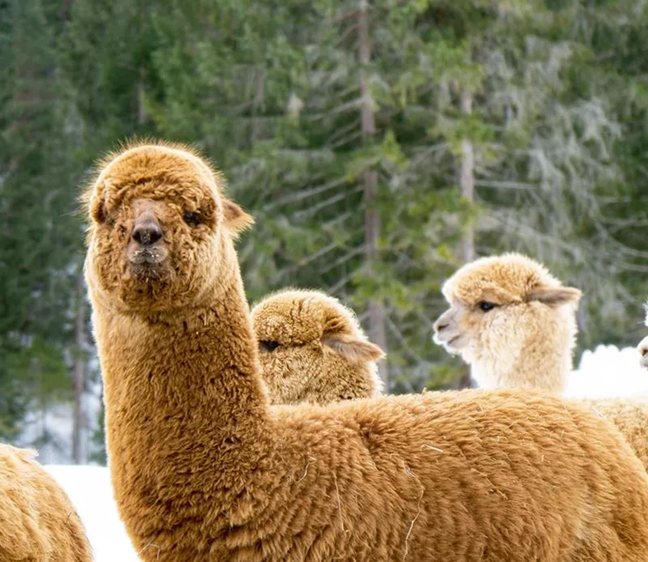 Alpaka Spaziergang im Winter