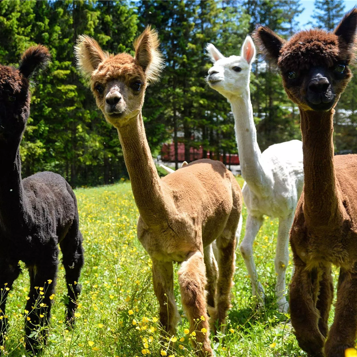 Walking with alpacas Seefeld in Tirol