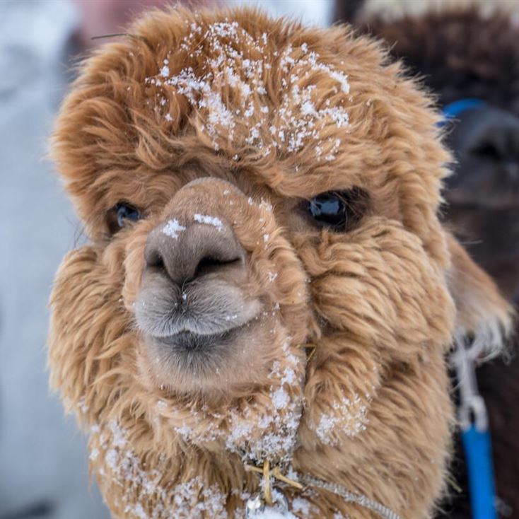 Winter walking with alpacas