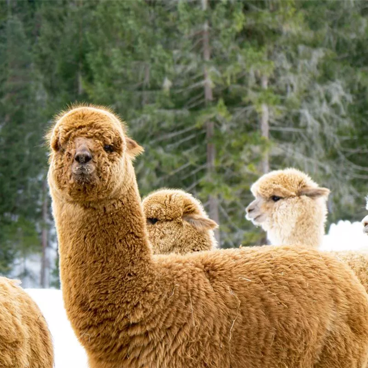 Winter walking with alpacas Seefeld in Tirol