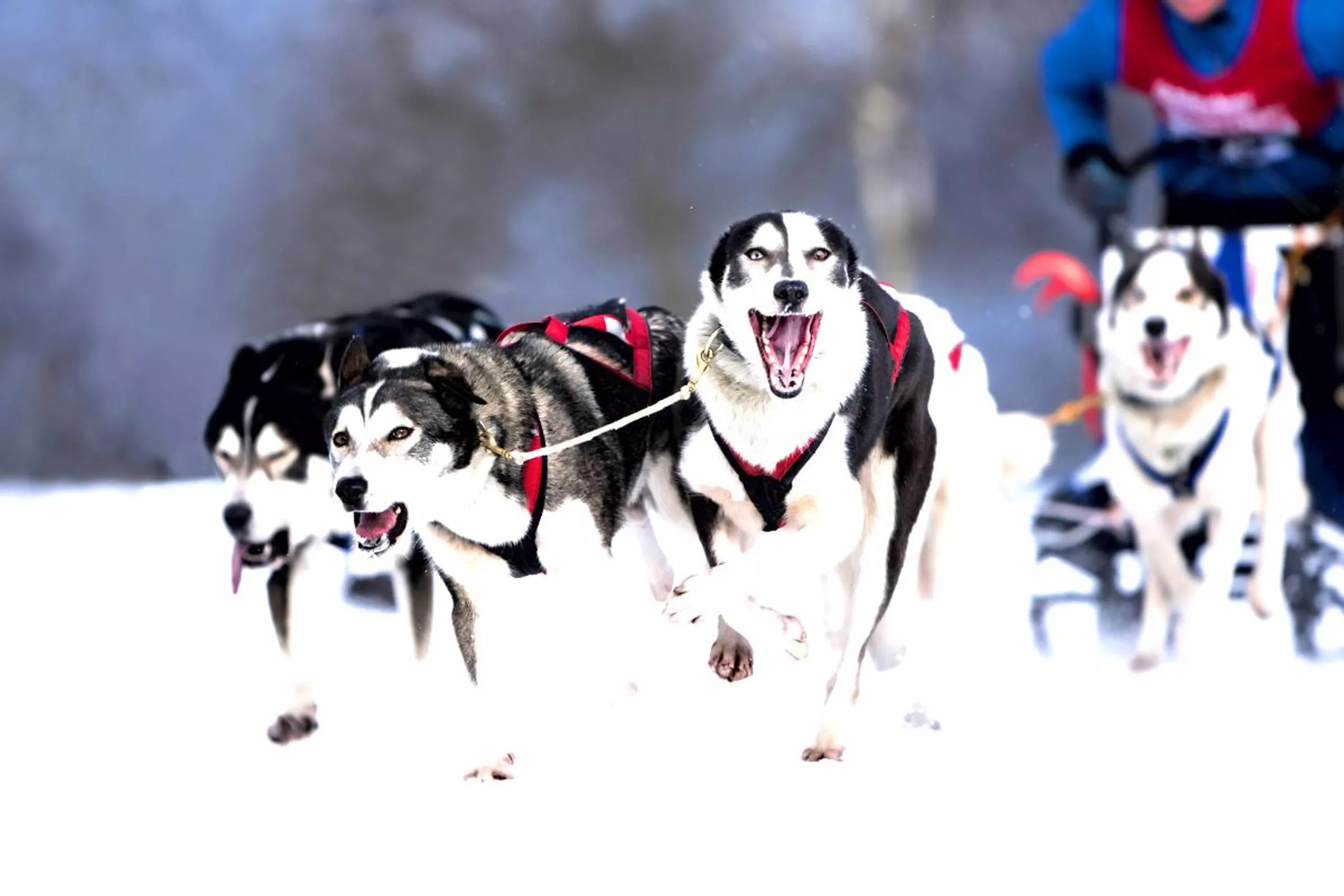Schlittenhunde Workshop am Lottensee