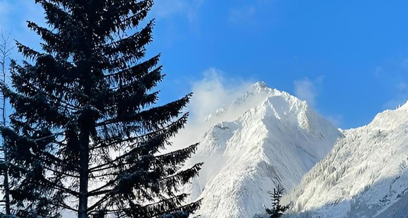 Een winterachtig bergpanorama met besneeuwde toppen en hoge, groene dennen. De lucht is helder en blauw.