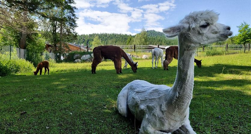 Eine Gruppe von Alpakas grast auf einer Wiese in einer idyllischen Landschaft. Im Hintergrund sind Bäume und ein blauem Himmel zu sehen.