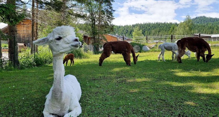 Eine Gruppe von Alpakas grast auf einer grünen Wiese. Im Hintergrund sind Bäume und ein Bauernhof zu sehen.