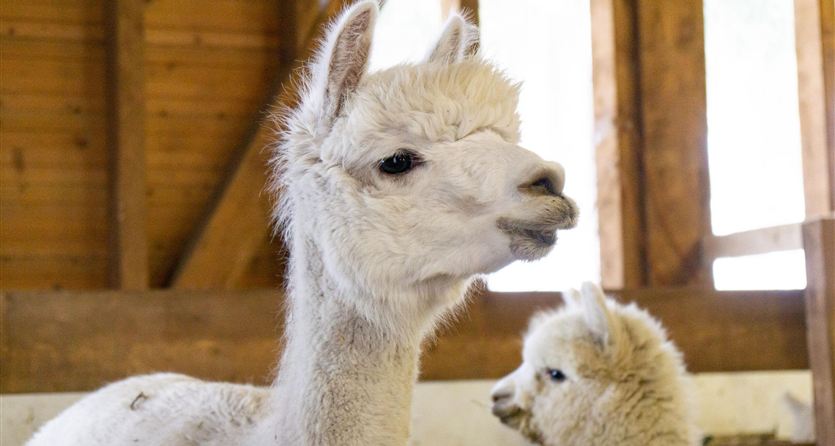Zwei weiße Alpakas in einem Stall. Sie haben ein weiches, kuscheliges Fell und schauen neugierig in die Kamera.