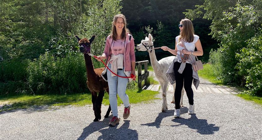 Twee vrouwen wandelen met lama's over een geplaveid pad. Op de achtergrond zijn groen gras en bomen te zien.