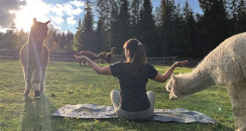 Eine Person meditiert auf einer Matte im Freien, umgeben von Alpakas. Im Hintergrund sind Bäume und ein klarer Himmel zu sehen.