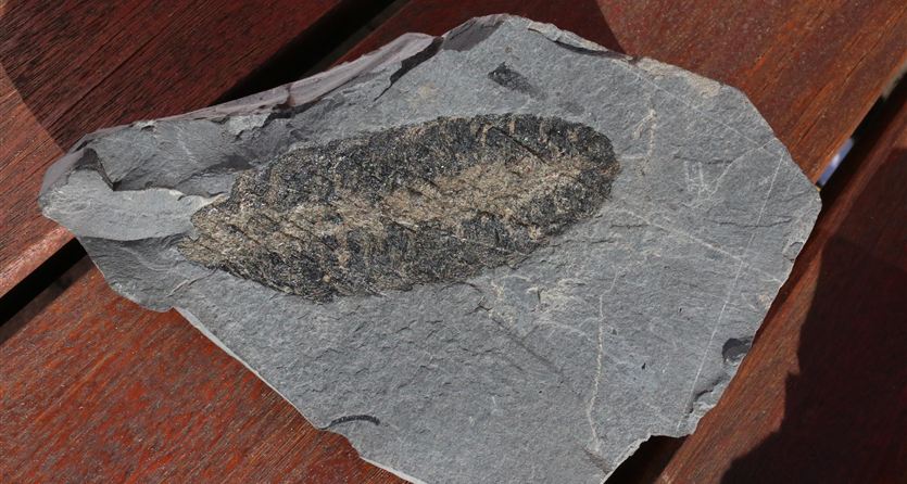 Ein Fossil auf einer Steintafel zeigt die Form eines Blattes. Der Stein hat eine graue Farbe und liegt auf einer Holzoberfläche.
