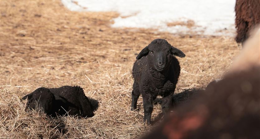 Ein schwarzes Lamm steht auf trockenem Stroh, während ein weiteres Lamm im Hintergrund liegt. Die Szene zeigt eine ländliche Umgebung mit etwas Schnee.