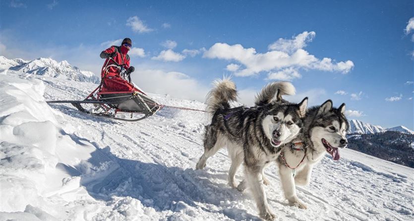 Schlittenhunde Workshop