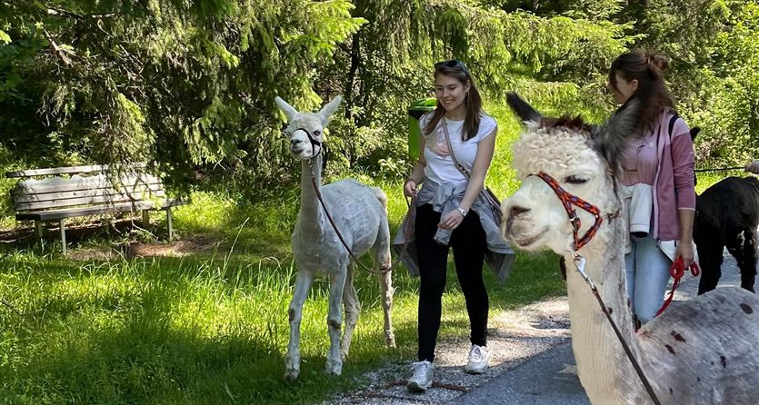 Two women are leading alpacas along a narrow path through a green landscape. The surroundings are surrounded by trees and it is a sunny day.