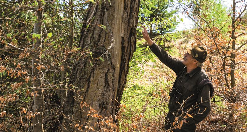 A man stands by a tree and touches the bark. Around him, shrubs and young trees are growing.