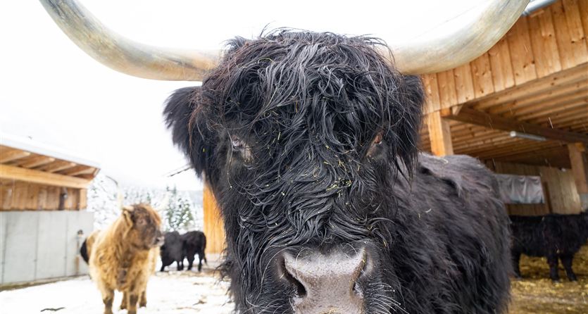 Tre bovini delle Highlands stanno dietro una recinzione nella neve. Gli animali hanno corna lunghe e colori leggermente diversi.