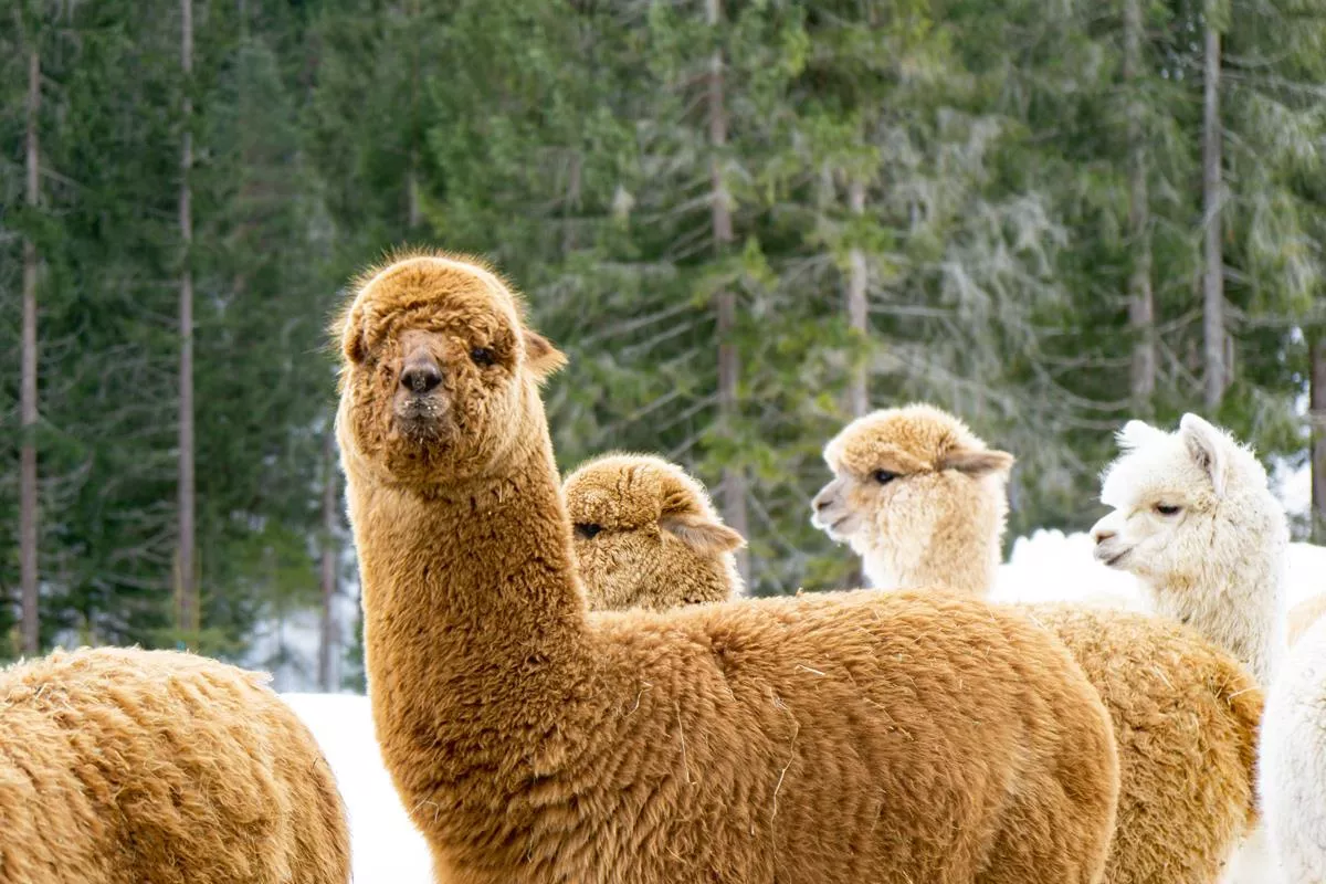 Winter walking with alpacas