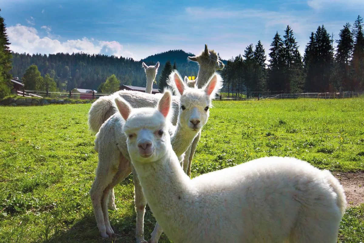 Walking with alpacas