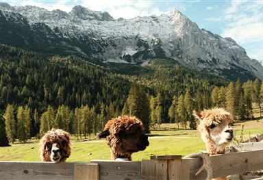 Alpakas bei der Gaistalalm