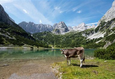 Cow at Seebensee